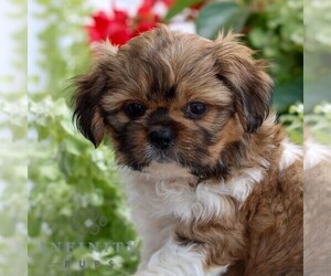 Shih Tzu Puppy for sale in GORDONVILLE, PA, USA