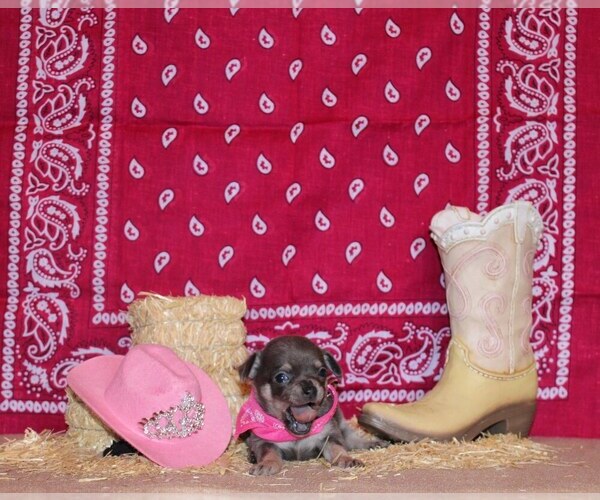 Medium Photo #11 Chihuahua Puppy For Sale in CHARLESTON, AR, USA
