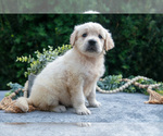 Small Photo #7 English Cream Golden Retriever Puppy For Sale in HARLAN, IN, USA