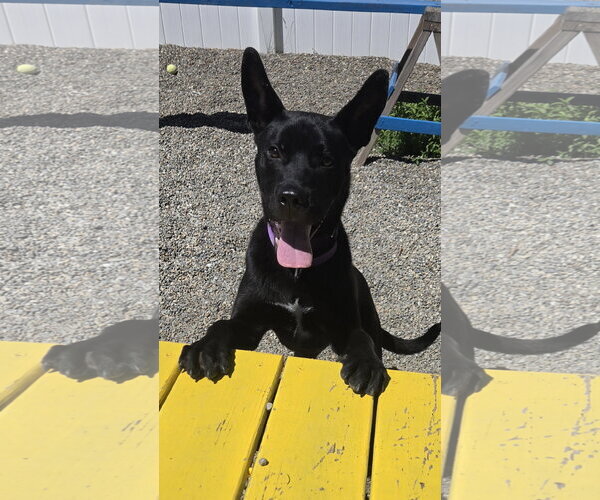 Medium Photo #2 Mutt Puppy For Sale in Rockaway, NJ, USA