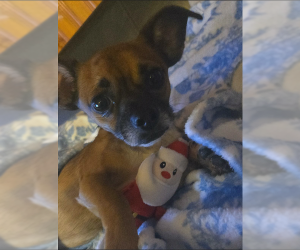 Medium Photo #2 Chihuahua-Unknown Mix Puppy For Sale in Cranston, RI, USA