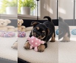 Puppy Bullseye Morkie