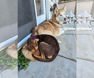 Sally Sue - Female Beagle-Unknown Mix Dog for Adoption - Photo #8