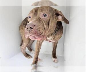 Mutt Dogs for adoption in Houston, TX, USA