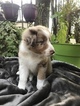 Small Photo #3 Australian Shepherd Puppy For Sale in WELLBORN, FL, USA