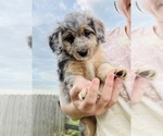 Puppy Babe Aussie-Poo