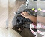 Small American Staffordshire Terrier Mix