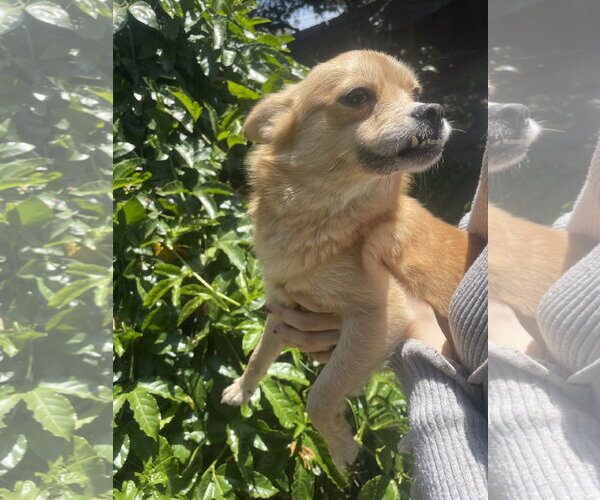 Medium Photo #1 Chihuahua Puppy For Sale in San Diego, CA, USA