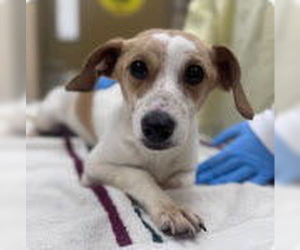 Medium Photo #1 Jack Chi Puppy For Sale in Holly Springs, NC, USA