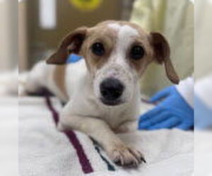 Jack Chi Dogs for adoption in Holly Springs, NC, USA