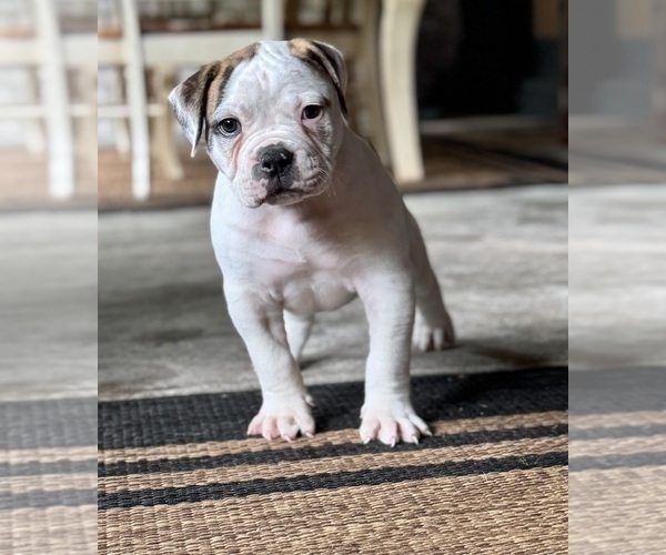 Medium Photo #6 American Bulldog Puppy For Sale in COLUMBIA, KY, USA