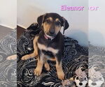 Small #2 German Shepherd Dog-Weimaraner Mix