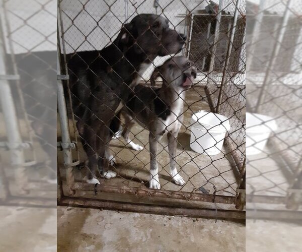 Medium Photo #3 Great Pyredane Puppy For Sale in Vail, AZ, USA