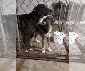 Sebastian - Male Great Pyredane Dog for Adoption - Photo #3