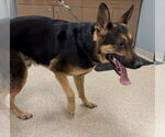 Small #7 German Shepherd Dog