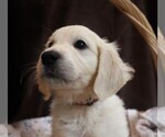 Puppy Pearl English Cream Golden Retriever