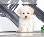 Small Photo #1 Maltipoo Puppy For Sale in BEL AIR, MD, USA
