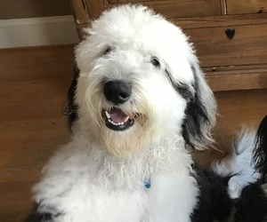Father of the Sheepadoodle puppies born on 03/27/2022