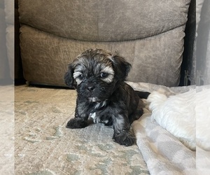 Zuchon Puppy for sale in HOUSE SPRINGS, MO, USA
