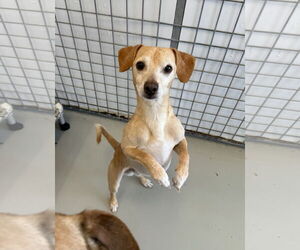 Chiweenie Dogs for adoption in Chico, CA, USA