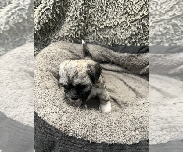 Medium Photo #4 Zuchon Puppy For Sale in RENO, NV, USA
