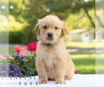 Small #5 Golden Retriever