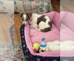 Small #1 Chihuahua Mix