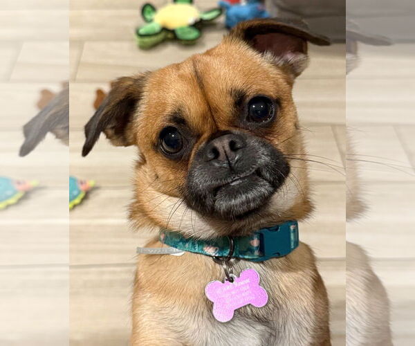 Medium Photo #6 Pug Puppy For Sale in Corona, CA, USA