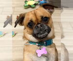 Small #5 Pug