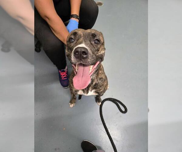 Medium Photo #1 Bulloxer Puppy For Sale in London, Ontario, Canada