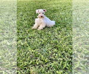 Schnauzer (Miniature) Puppy for sale in EL CAMPO, TX, USA