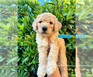 Medium Poodle (Standard)