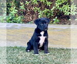 Small #4 Labrador Retriever Mix