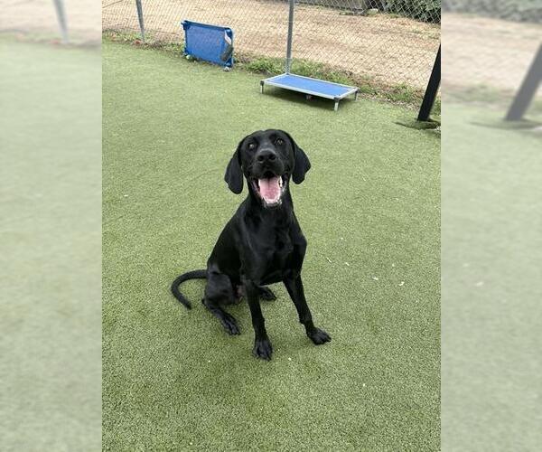 Medium Photo #1 Doberman Pinscher-Unknown Mix Puppy For Sale in Pasadena, TX, USA