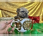 Small Photo #105 French Bulldog Puppy For Sale in HAYWARD, CA, USA