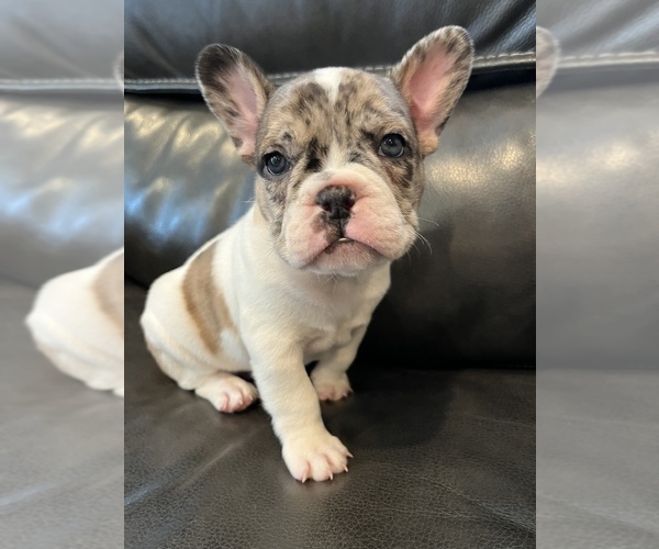 Medium Photo #2 French Bulldog Puppy For Sale in HAZLET, NJ, USA