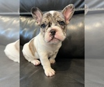 Small Photo #2 French Bulldog Puppy For Sale in HAZLET, NJ, USA