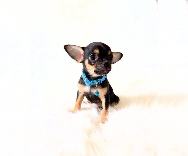 Medium Photo #5 Chihuahua Puppy For Sale in SACRAMENTO, CA, USA