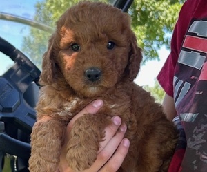Goldendoodle (Miniature) Puppy for sale in HULL, IA, USA