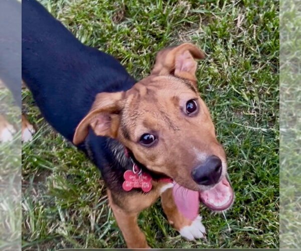 Medium Photo #1 Mutt Puppy For Sale in Mount Laurel, NJ, USA