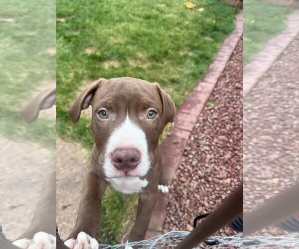 Medium Photo #3 Mutt Puppy For Sale in New London, WI, USA