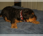 Small #1 Airedale Terrier