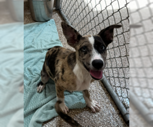 Catahoula Leopard Dog-Unknown Mix Dogs for adoption in Hilton Head, SC, USA
