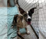 Small Catahoula Leopard Dog Mix