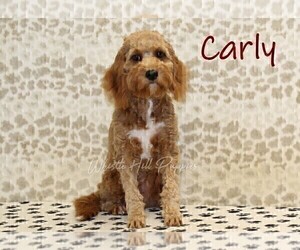 Mother of the Bernedoodle (Miniature)-Cavapoo (Miniature) Mix puppies born on 01/14/2026