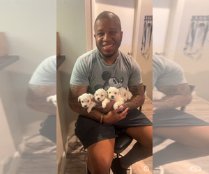 Bichon Frise Puppy for sale in TAMPA, FL, USA