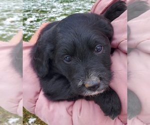 Medium Cattle Doodle