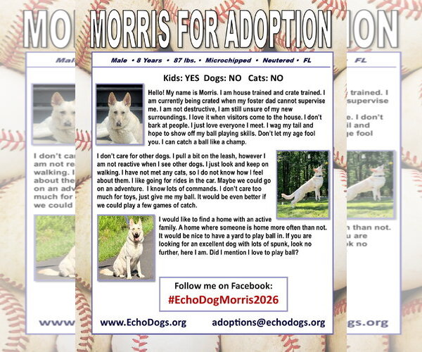 Medium Photo #2 - Mix Puppy For Sale in Hoffman Estates, IL, USA