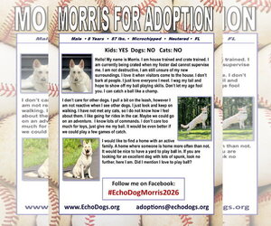 Morris - Male - Mix Dog for Adoption - Photo #2