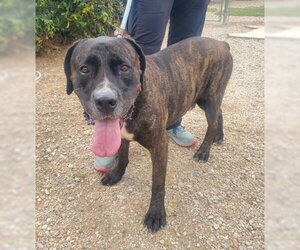 Finn - Male Presa Canario-Unknown Mix Dog for Adoption - Photo #5